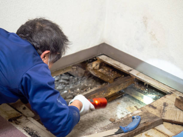 Best Residential Mold Removal  in Hardin, MT