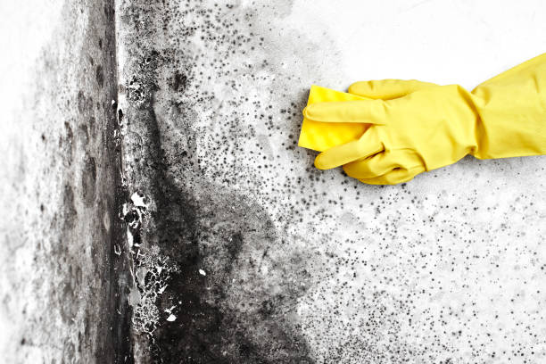 Best Toxic Mold Removal  in Hardin, MT