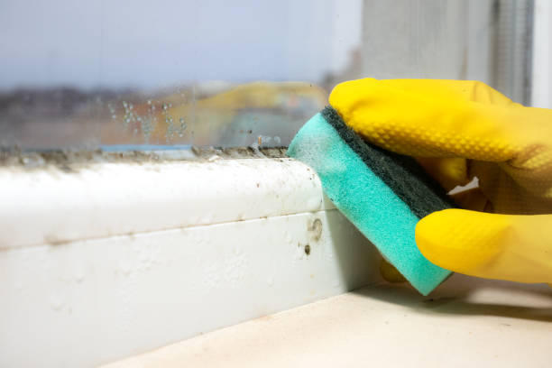 Best Mold Removal Company Near Me  in Hardin, MT