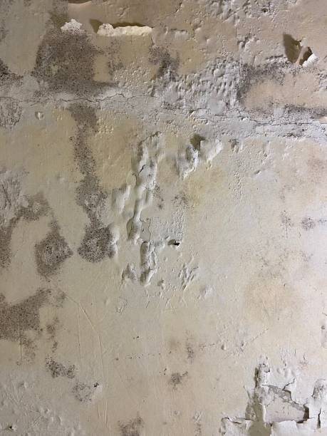 Best Fast Mold Removal  in Hardin, MT