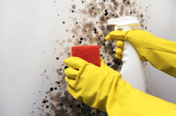 Best Office Mold Removal Services  in Hardin, MT