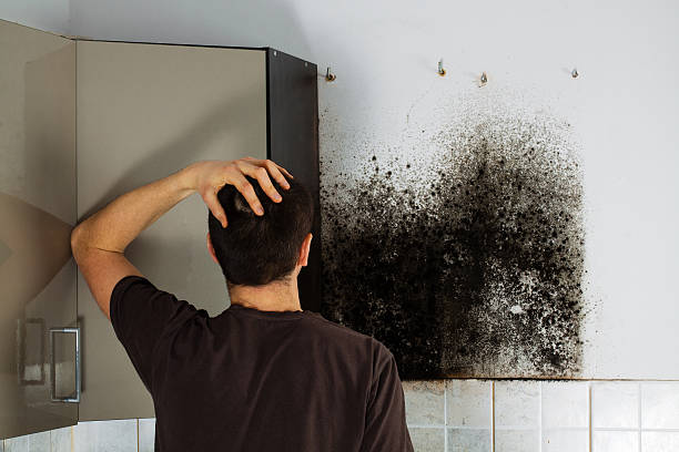 Best Mold Testing  in Hardin, MT