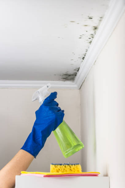 Best Mold Remediation Services  in Hardin, MT