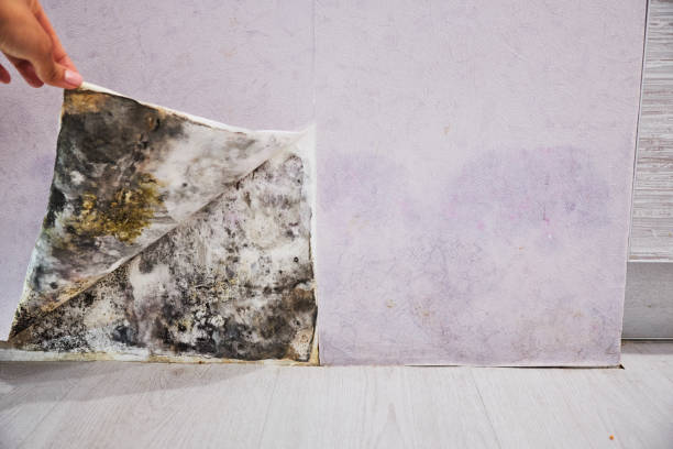 Best Mold Cleaning Services  in Hardin, MT